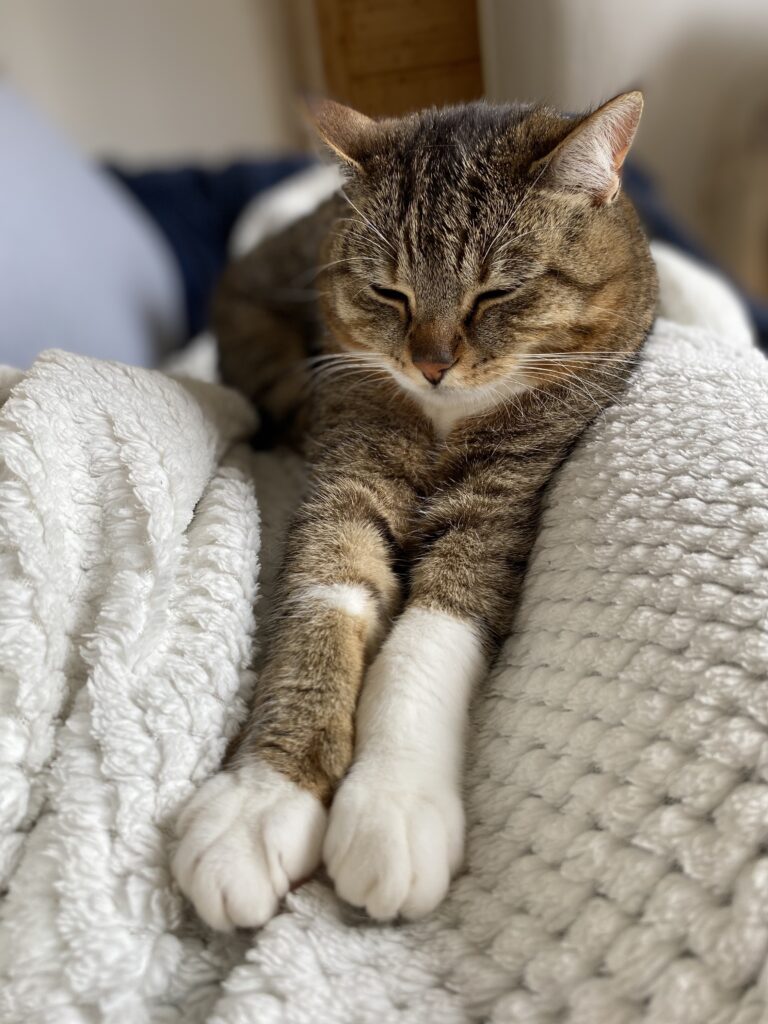 relation humain-animal