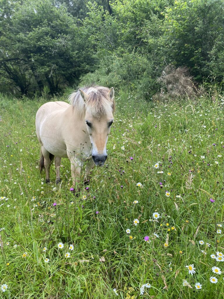 relation humain-animal