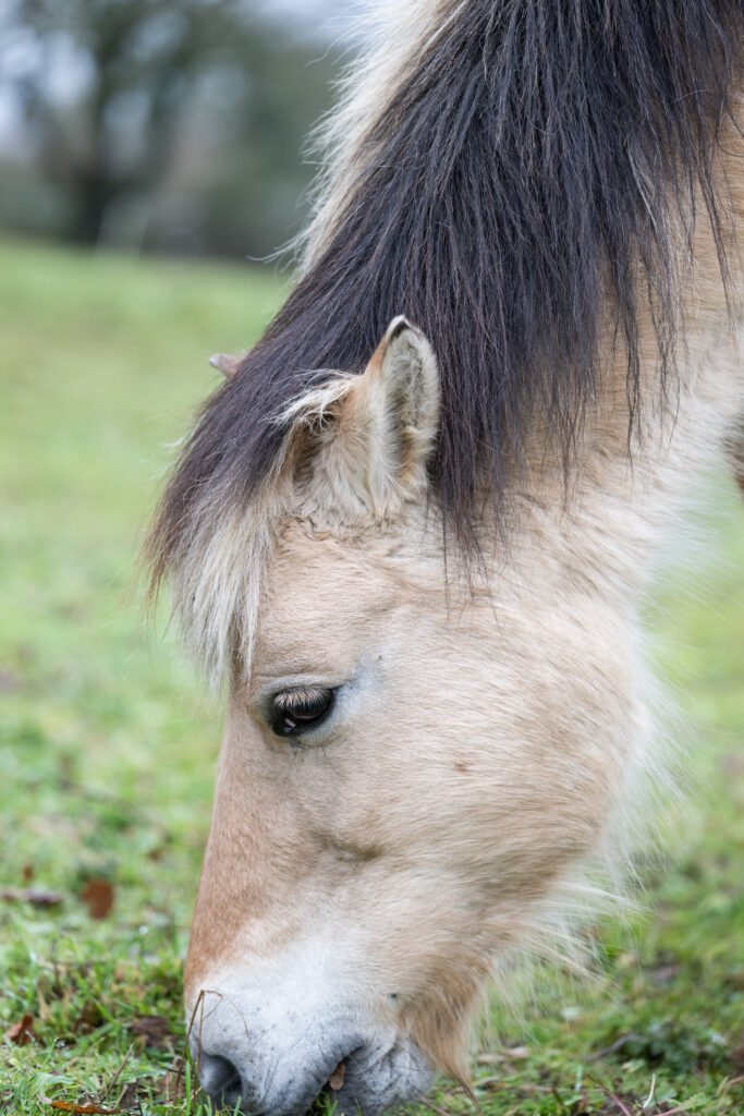 relation humain-animal