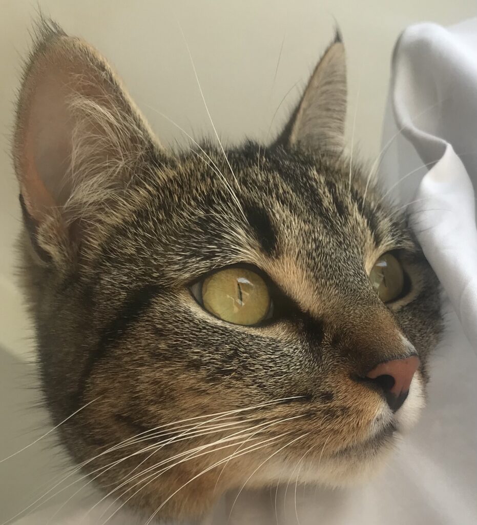 communication animale en bretagne