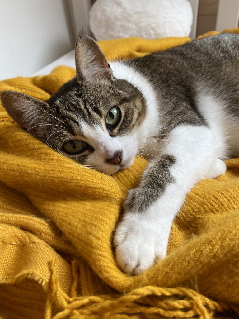 relation humain-animal