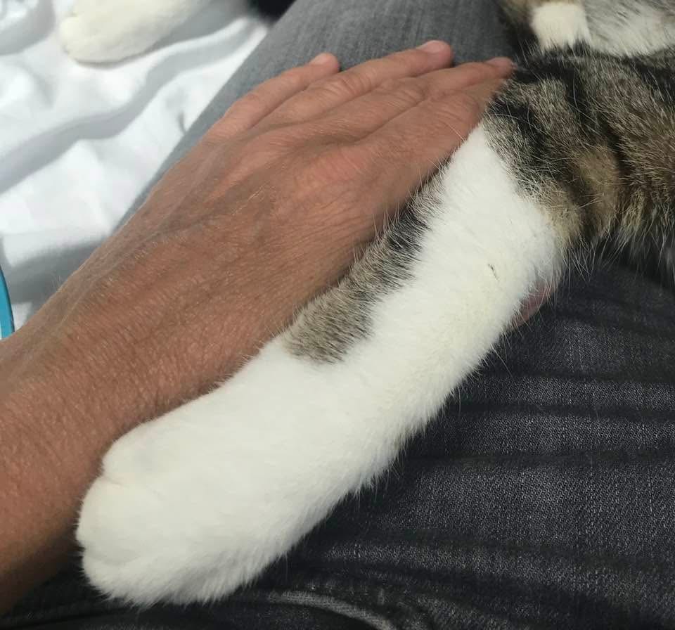 Formations en communication animale